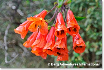 Beautiful flowers along the trail