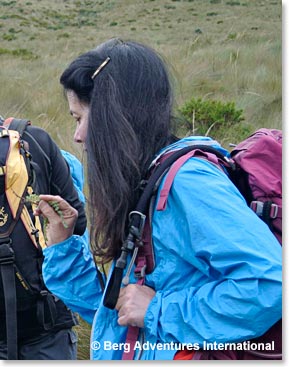 Doreen in her element, analyzing the plant used by locals to cure high altitude sickness