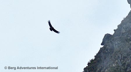 A Falcon soring freely above us