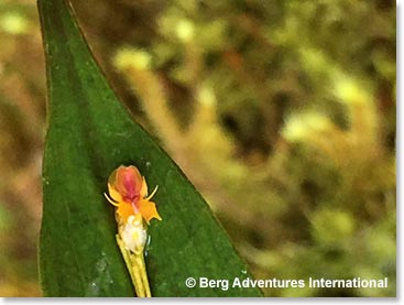 An orchid that grows on a leaf