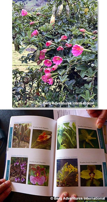 Patricio showed us some pages of his book and explained the flora of the Papallacta region
