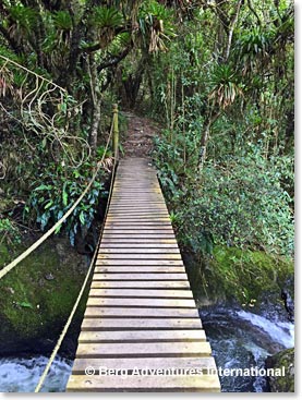 They crossed bridges and found unique plants.