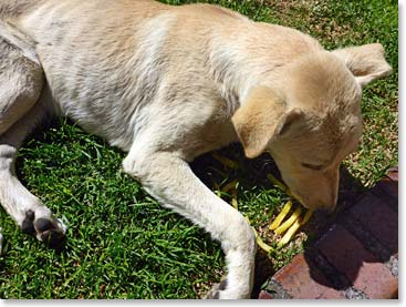 Tim’s helping hand with the local stray dogs