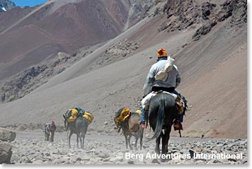 The mules moving to Plaza de Mulas