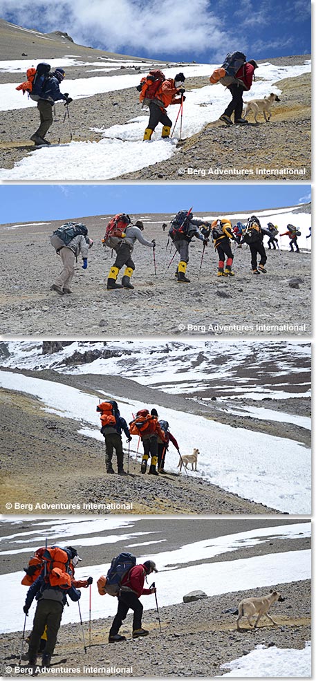 Team on acclimatization climb to Nido de Condor Camp at 18,300ft