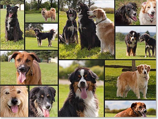 Happy 2016 to all freedom drivers and animal rescues out there!