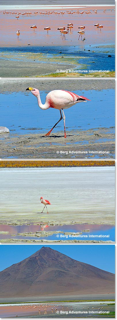 The Salar is a major breeding ground for several species of flamingos.