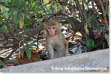A cute baby Rhesus Monkey Reminds us how Swayambhu got its name.