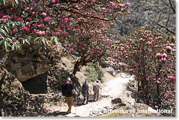 Walking underneath Rhododrens along the trail toward Khunde.