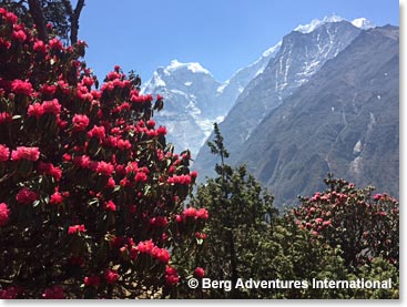 Beautiful sun, Rhododendrons and Kantega