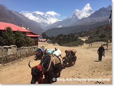 Yaks walking throuogh Tangboche with Ama Dablam above