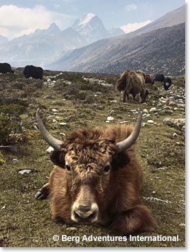 There are always plenty of yaks at Pheriche. 