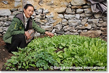 Even though they are at  13,100 feet above sea level, Yangzing and Temba grow many of the vegetables they serve at Highland Sherpa lodge.
