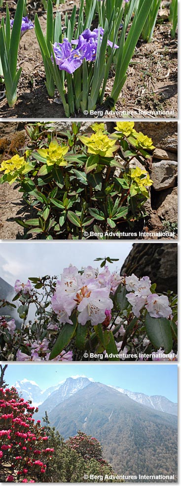 Temba took photos of these flowers along the trail today to remind us that springtime in the Khumbu is beautiful