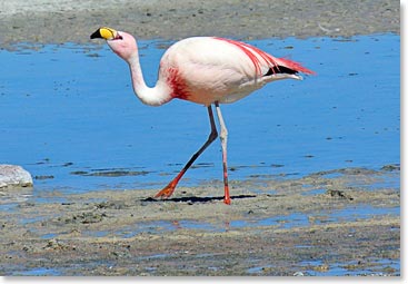 Although wildlife is rare at the Salar you can see many pink flamingos.