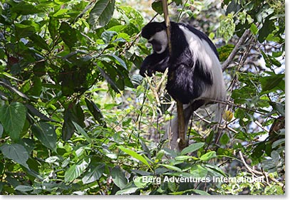The first animals we saw today as we started our hike through the jungle were Colobus Monkeys .