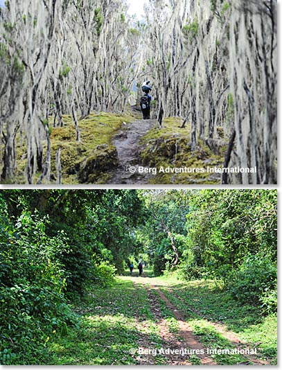 The Umbwe trail is a beautiful and a remote way to reach the summit. The beautiful vegetation is always changing along the trails