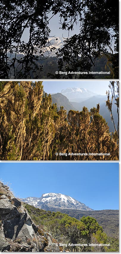 As we climbed higher we had great views of Kibo - the main summit of Kilimanjaro