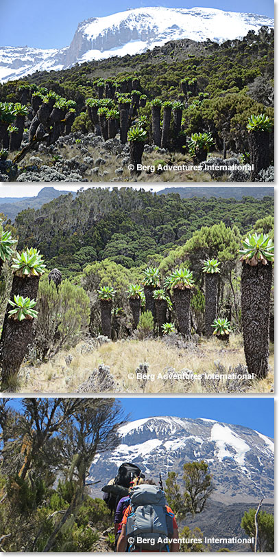 By the afternoon of our second day we had climbed above the forest and reached the moorland life zone of Kilimanjaro, with its beautiful Giant Senecios.