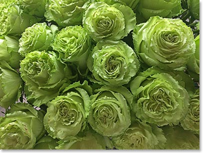 Roses with altitude – Ecuador is one of the world’s biggest flower exporters; most plantations are just below Cayambe Volcano