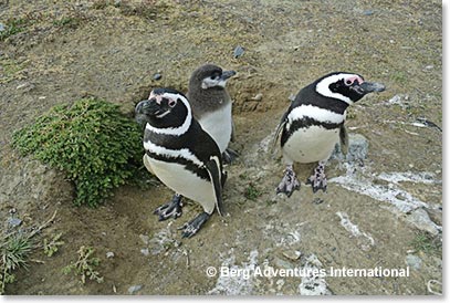 Penguin Family