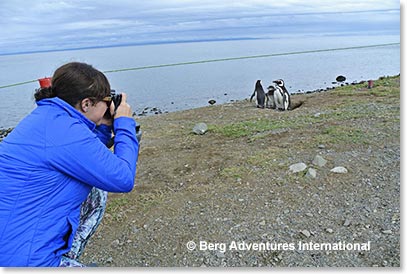 Staci Wendt photographing the Magellanic’s Penguin, the most common species to this area