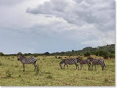 Zebras in the Tarangeri bush