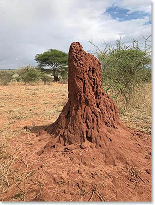 Hills like this show years of work and maintenance by termite colonies.