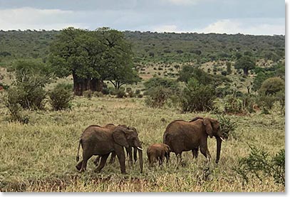 Tarangeri is one of the best places in the world to view Elephant society.