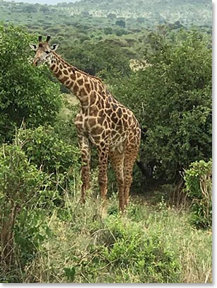 And Giraffe’s of course! Hope we see lots of these