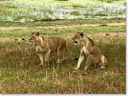 A nice looking pair of female lions