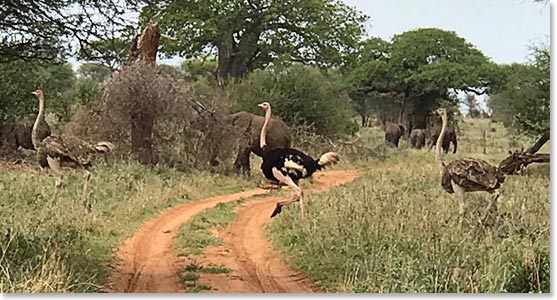 Ostrich! The largest non-flying bird