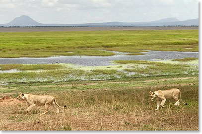 We saw our first lions today