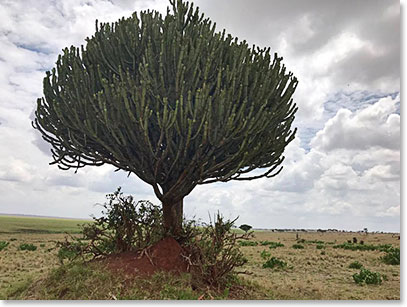 A classic African sight, an Acacia tree