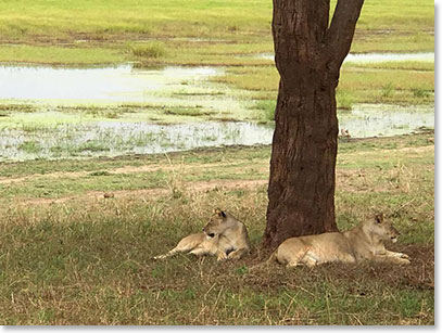 Two Lionesses taking it easy