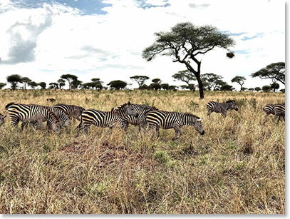 A herd of Zebra, ambling by, minding its own business.