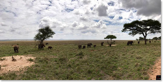 Elephants and Acacia Trees