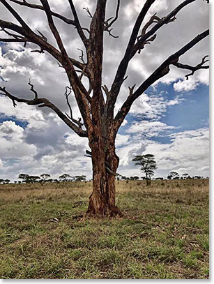 Candelabra Tree