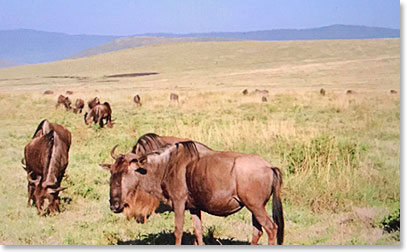 Wildebeest