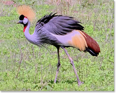 Crowned Crane