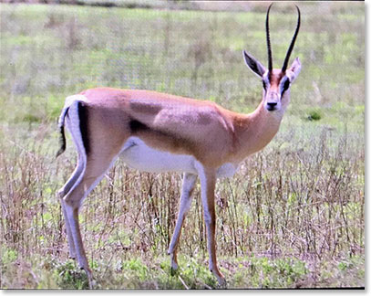 Thompsons Gazelle