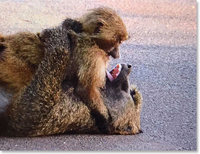 Playful baboons