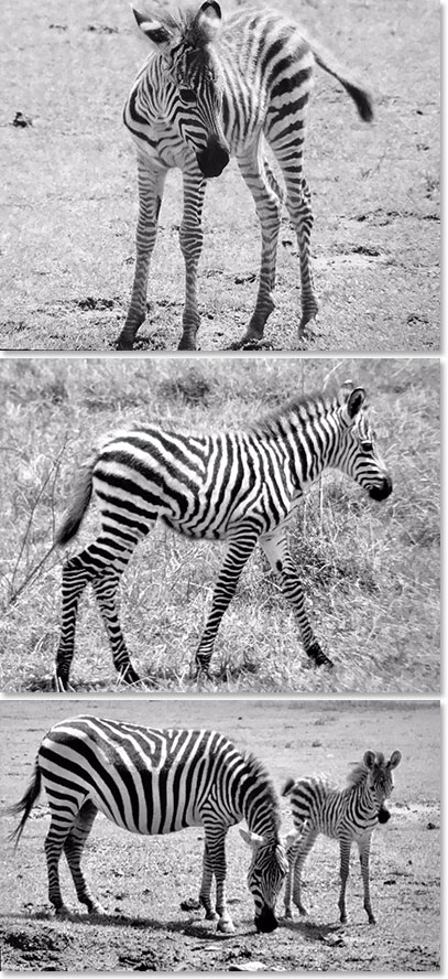 Baby Zebras