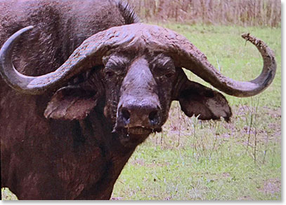 Cape Buffalo