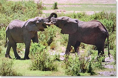 Young elephants playing