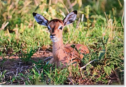 Did we mention that there are babies here…