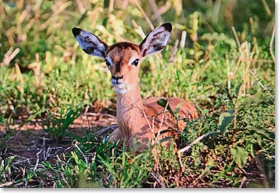 Did we mention that there are babies here…