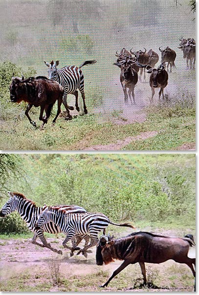 And it is Migration! Wildebeests and Zebras move in search of water through Serengeti ecosystem