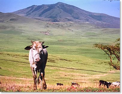 Ngorongoro Conservation is multi use.  Massai keep their cattle here as they always have.