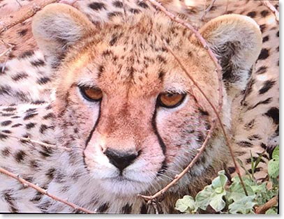 Cats!  Baby Cheetah